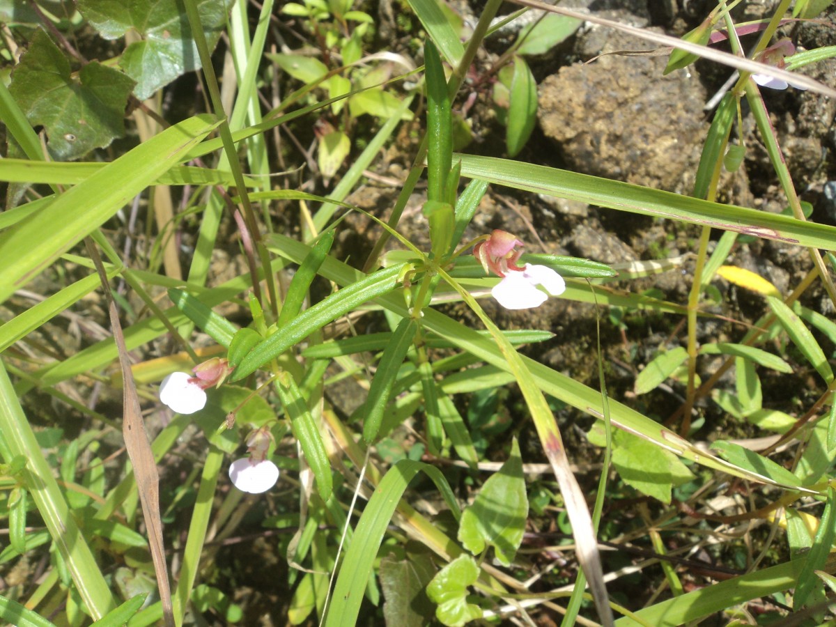 Impatiens oppositifolia L.